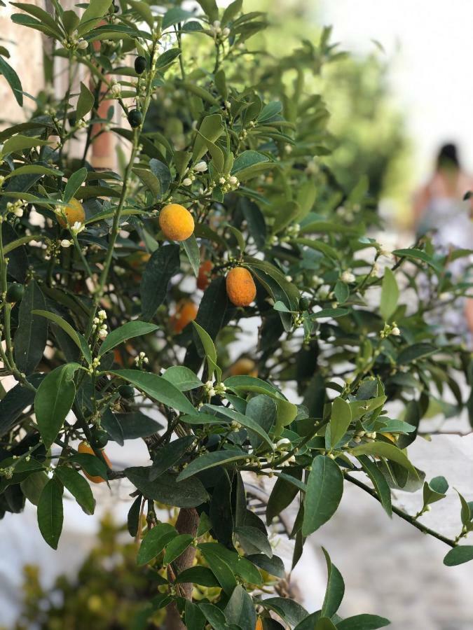 הוילה נוטו Agriturismo Gaia מראה חיצוני תמונה